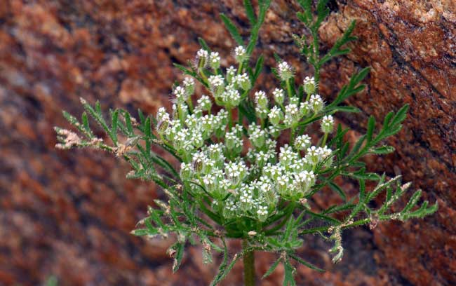 Daucus pusillus, American Wild Carrot, Southwest Desert Flora